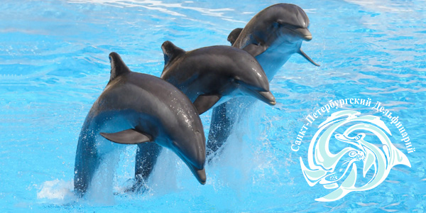 Дельфинарий на Крестовском
