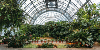 Оранжерея Таврического сада